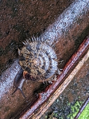 Plectotropis mackensii