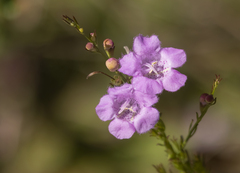 Agalinis fasciculata