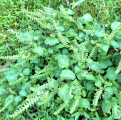 Perilla