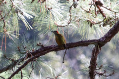 Colaptes rubiginosus
