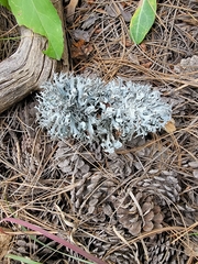 Pseudevernia furfuracea