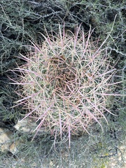 Ferocactus cylindraceus