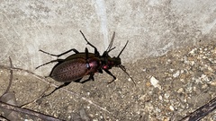 Carabus smaragdinus