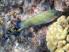 Acanthurus lineatus