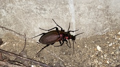 Carabus smaragdinus