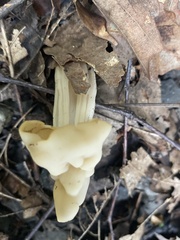 Helvella crispa