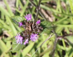 Elephantopus tomentosus