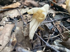 Helvella crispa