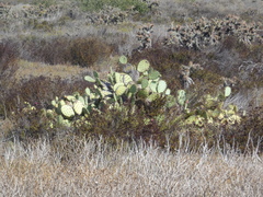 Opuntia littoralis