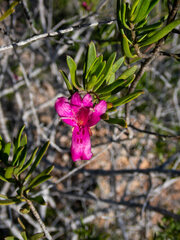 Eremophila
