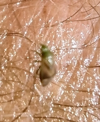 Taylorilygus apicalis