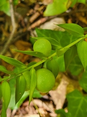 Ruscus aculeatus