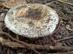 Agaricomycotina