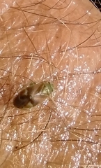 Taylorilygus apicalis