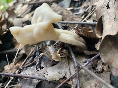 Helvella crispa