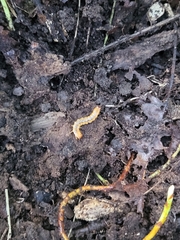 Dendroides canadensis