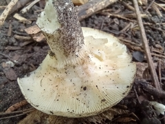Agaricomycotina