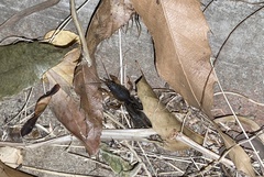 Gryllotalpa orientalis