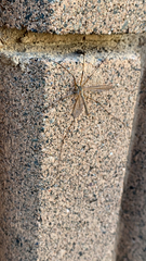 Tipula paludosa