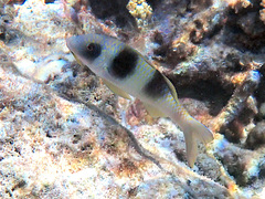 Parupeneus crassilabris