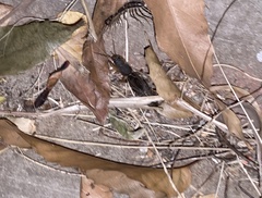 Gryllotalpa orientalis