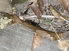 Gryllotalpa orientalis