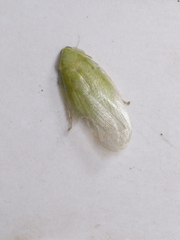Panchlora nivea
