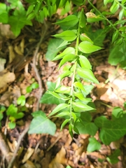 Ruscus aculeatus
