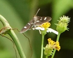Desmia