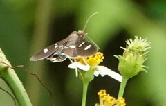 Desmia