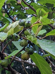 Ficus benguetensis