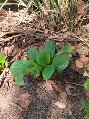Bergenia