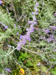 Salvia yangii