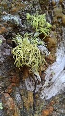 Evernia mesomorpha