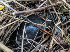 Emydoidea blandingii