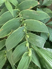 Tricyrtis