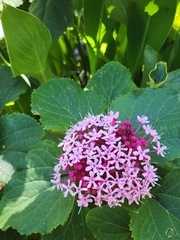 Clerodendrum