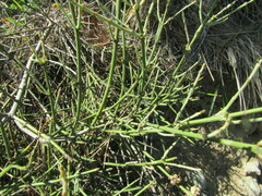 Retanilla ephedra