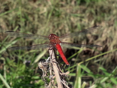 Orthemis nodiplaga