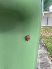 Tectocoris diophthalmus