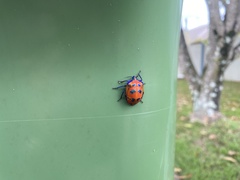 Tectocoris diophthalmus