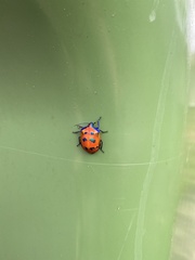 Tectocoris diophthalmus