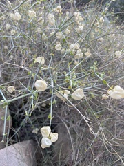 Scutellaria mexicana