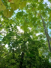 Ailanthus altissima