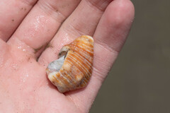 Bursidae