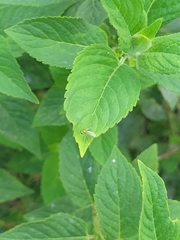 Condylostylus caudatus