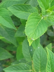 Condylostylus caudatus