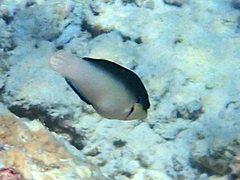 Anampses neoguinaicus