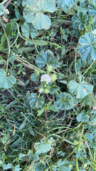 Malva neglecta