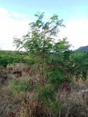 Leucaena